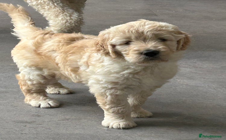 Goldendoodle dogs - Advert 3