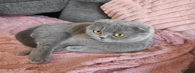 Molly