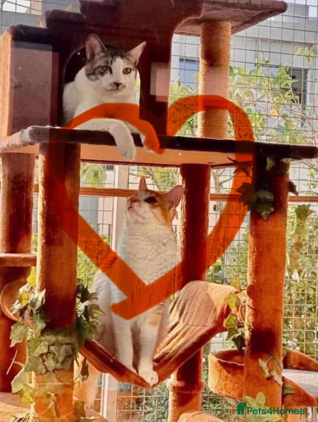 Arabian Mau cats for adoption: Chip and Dale  - Advert 4