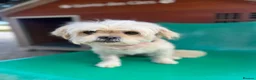 Mixed Breed dogs for adoption: Tinnie Winnie Valentina - Advert 4