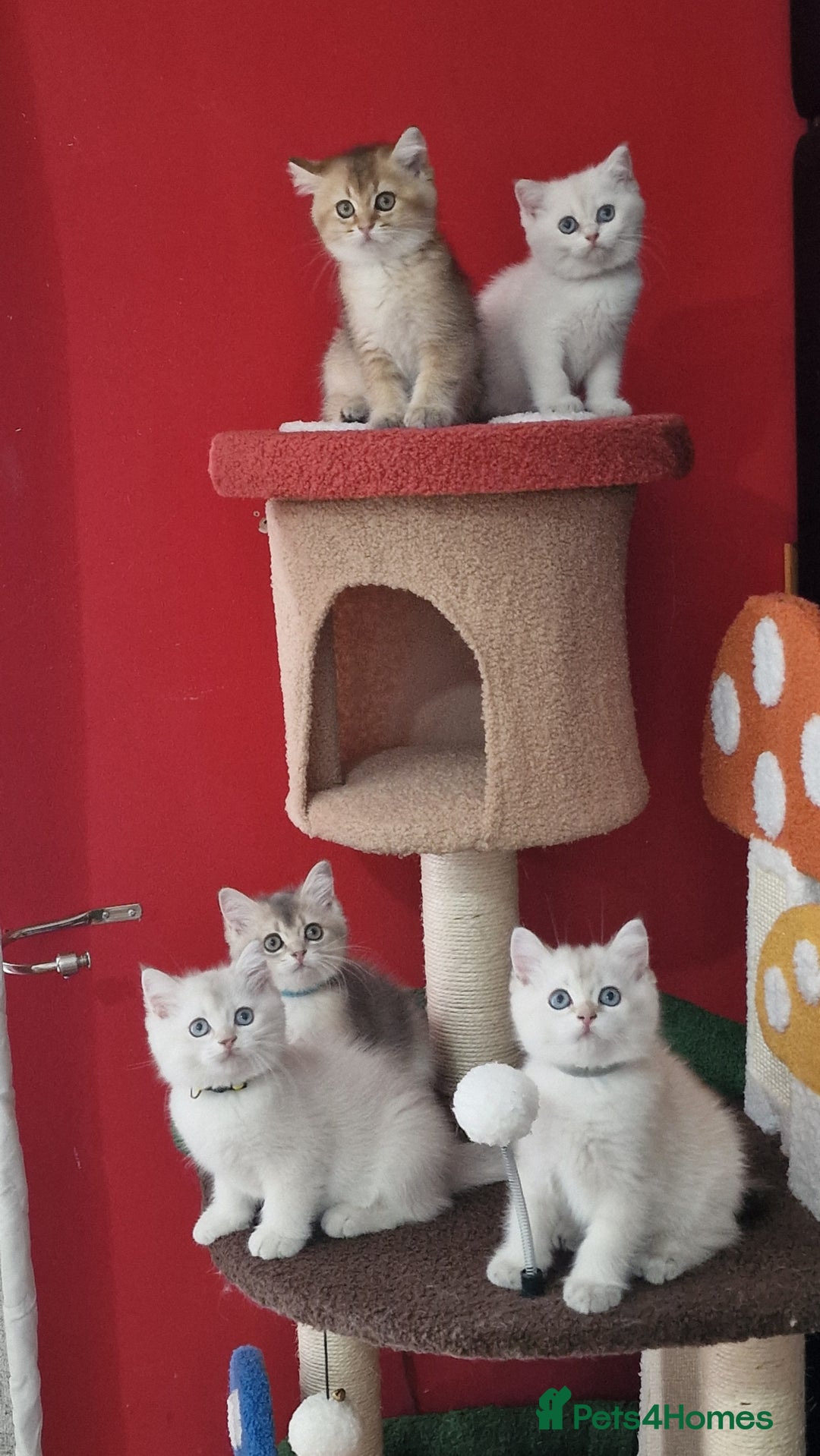 British Shorthair cats for sale: British shorthair kittens  - Image 21