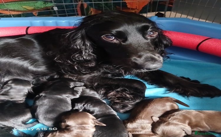 Cocker Spaniel dogs for sale - Advert 1