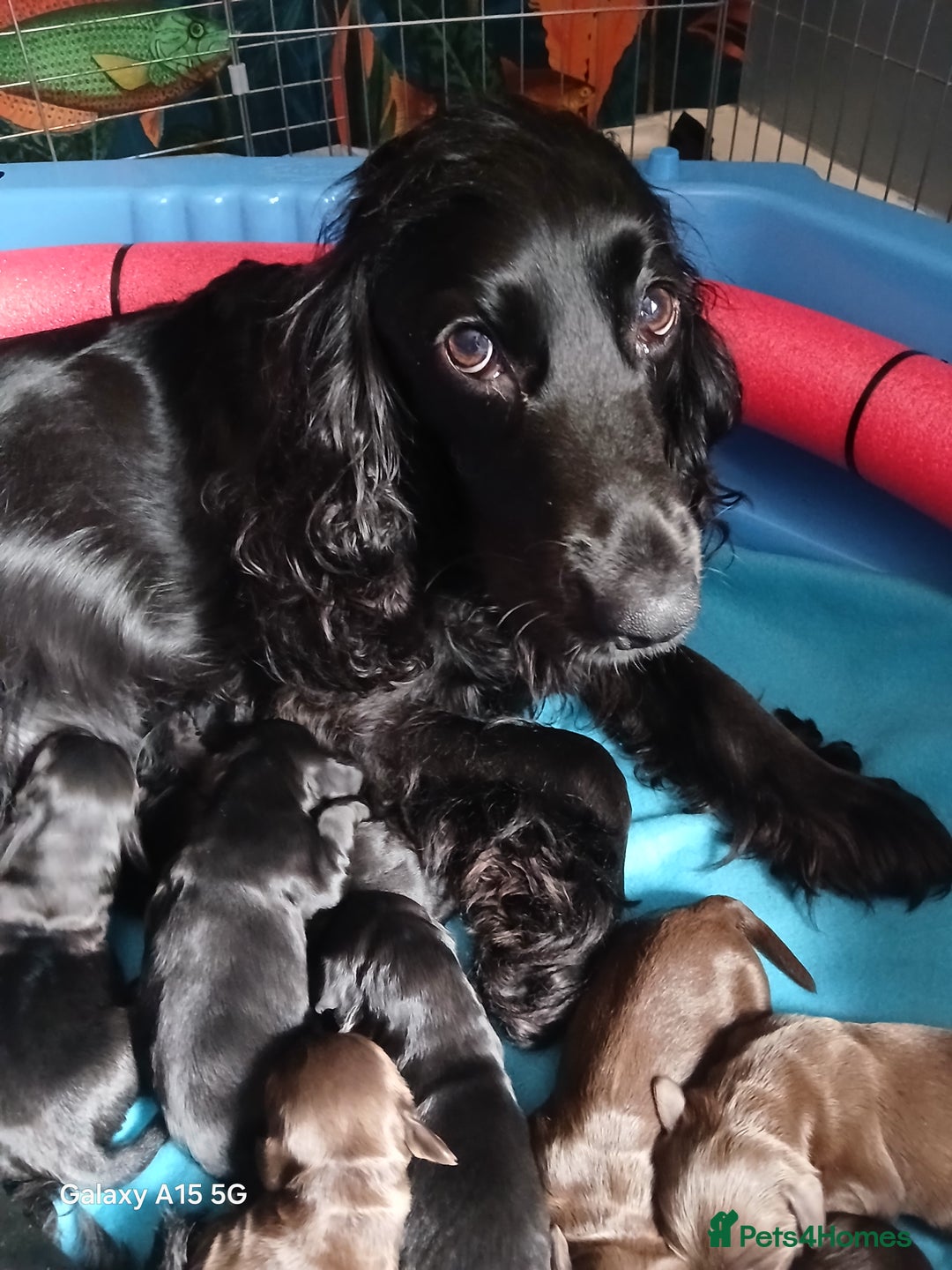 Cocker Spaniel dogs for sale: Gorgeous cocker spaniel pups for sale - Image 1