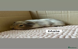 Guinea Pig rodents for sale: Young Guinea pigs  - Image 9