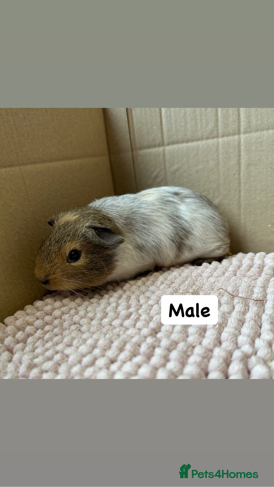 Guinea Pig rodents for sale: Young Guinea pigs  - Image 9