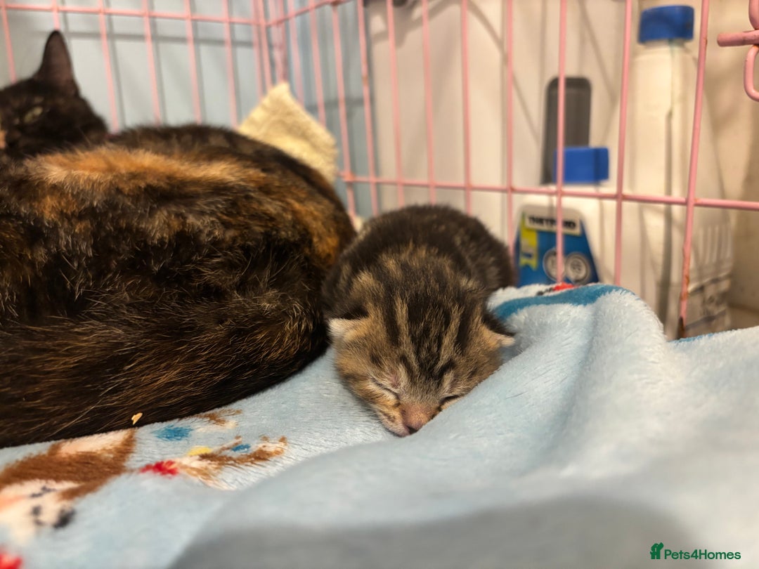 Mixed Breed cats for sale: 5 Gorgeous kittens for reserve - Image 3
