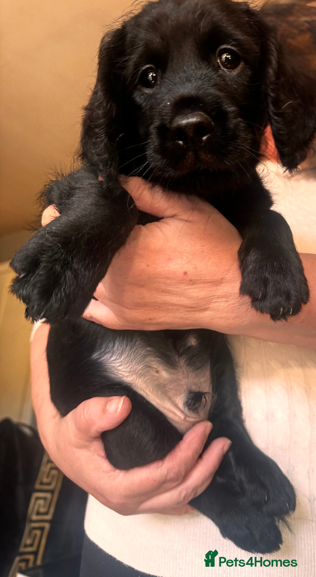 Mixed Breed dogs for sale: Labradoodle cross cockapoo puppy’s  - Image 4