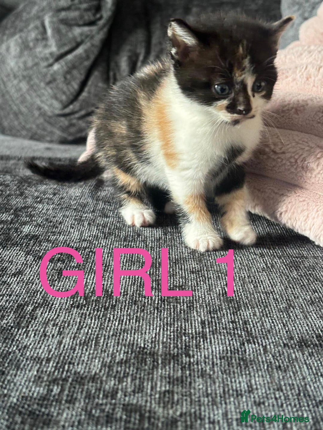 Domestic Shorthair cats for sale: Beautiful kittens  - Image 4