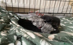 British Shorthair cats for sale: 1 Gorgeous Black kitten Remaining - Image 14