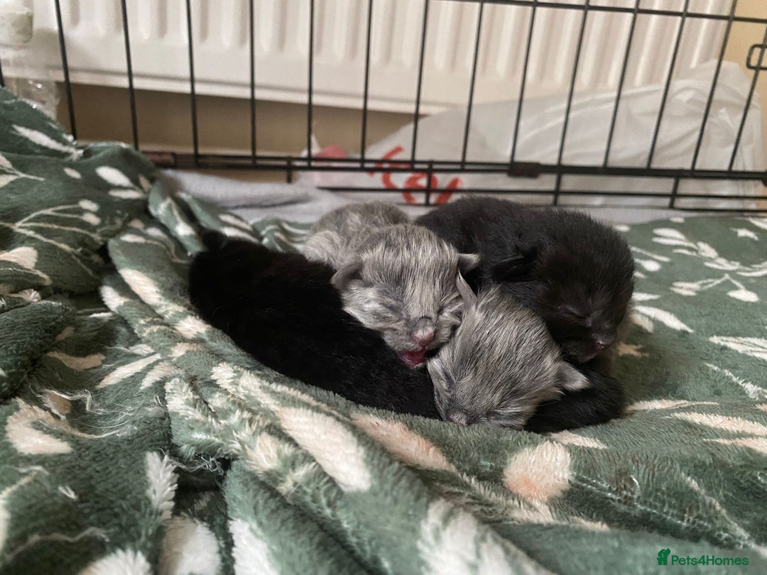 British Shorthair cats for sale: 1 Gorgeous Black kitten Remaining - Image 14