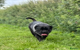 Cane Corso dogs for stud: Cane corso Rico Thor ready to stud in Bedford - Image 1