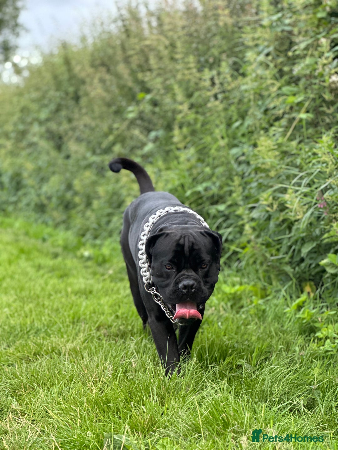 Cane Corso dogs for stud: Cane corso Rico Thor ready to stud in Bedford - Image 1