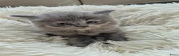 British Longhair cats for sale: BEAUTIFUL BRITISH LONGHAIR KITTENS in Runcorn - Advert 10