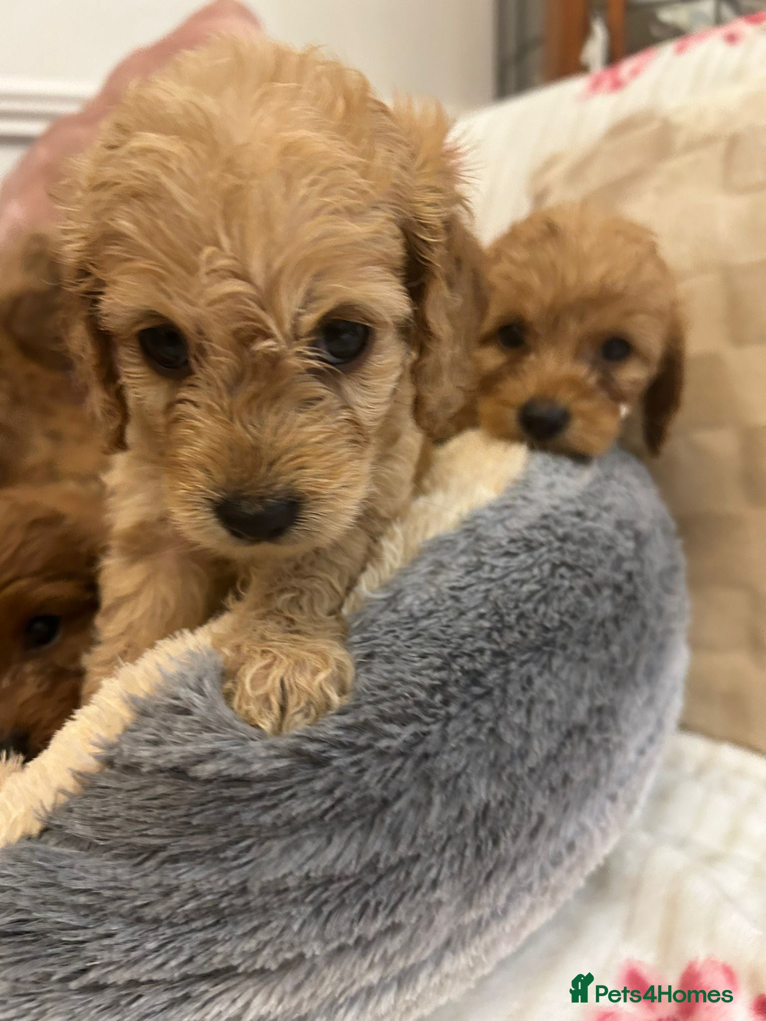 Cockapoo dogs for sale: Adorable cockapoo puppies - Advert 15