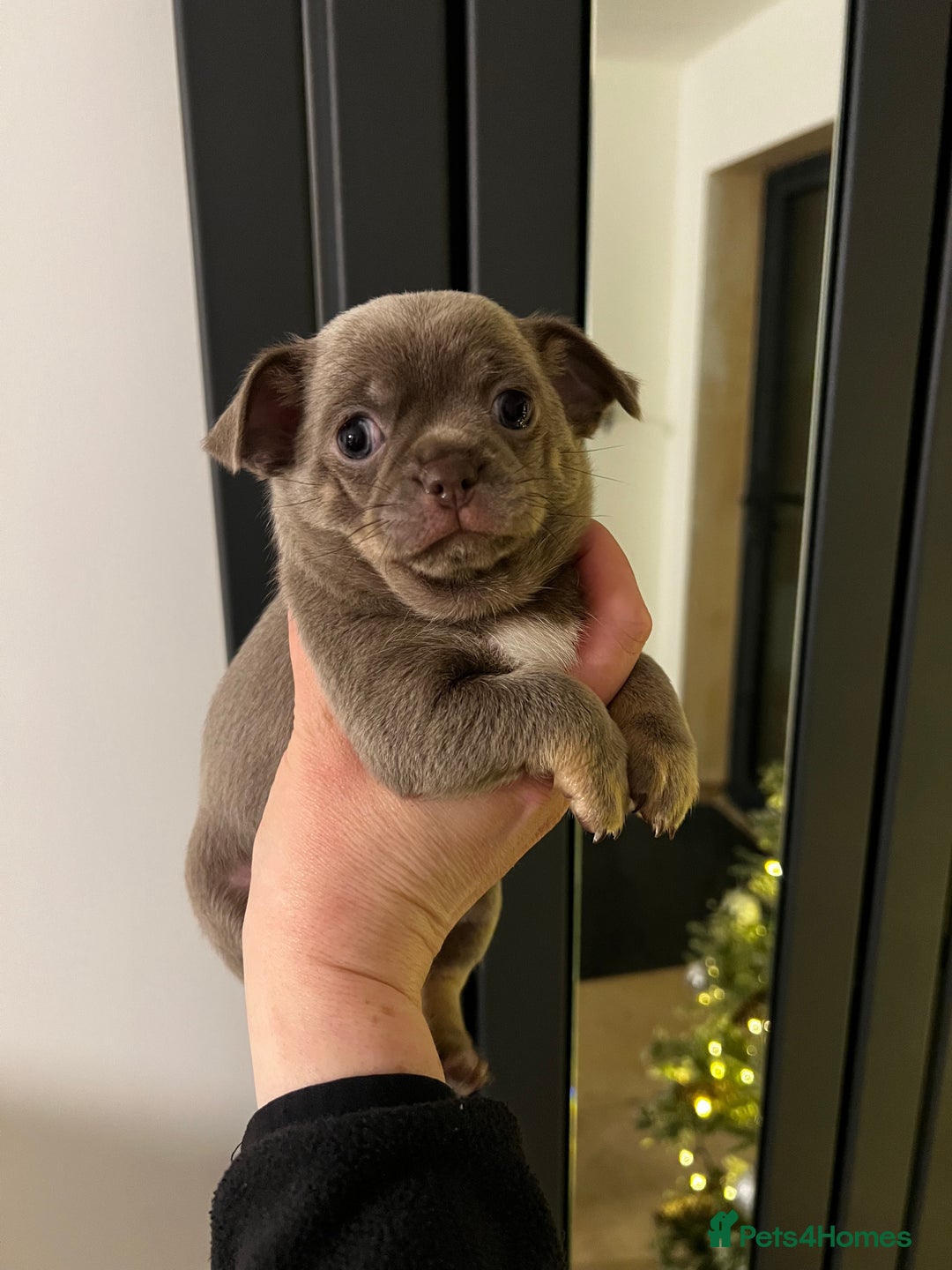 Chihuahua dogs for sale: Kc registered lilac chihuahua girl - Advert 2