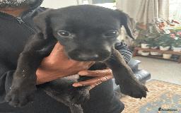 Labrador Retriever dogs for sale: Beautiful Labrador Puppies (4 boys 4 girls) in Wishaw - Image 10