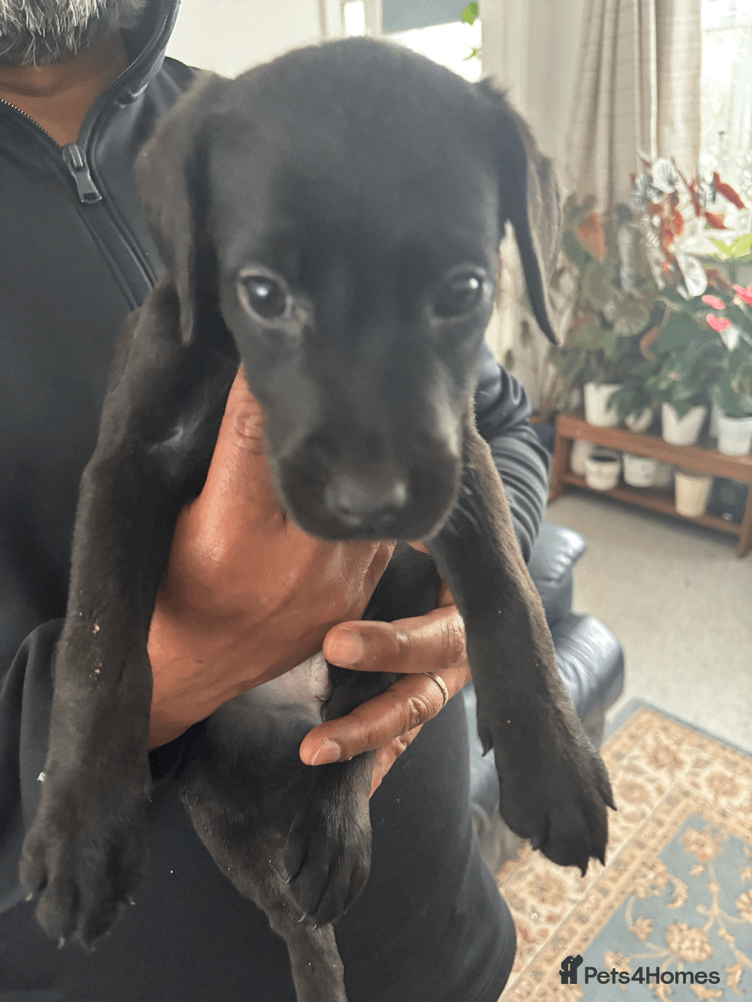 Labrador Retriever dogs for sale: Beautiful Labrador Puppies (4 boys 4 girls) in Wishaw - Image 10