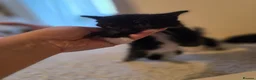 Mixed Breed cats for sale: Little cat 40 £  - Advert 8