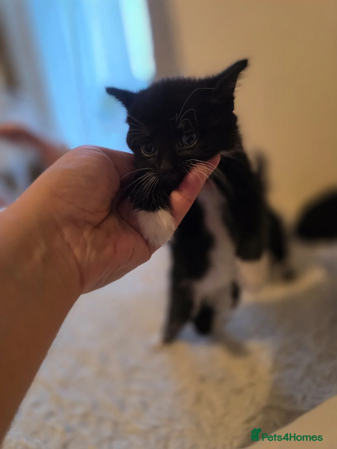 Mixed Breed cats for sale: Little cat 40 £  - Advert 8