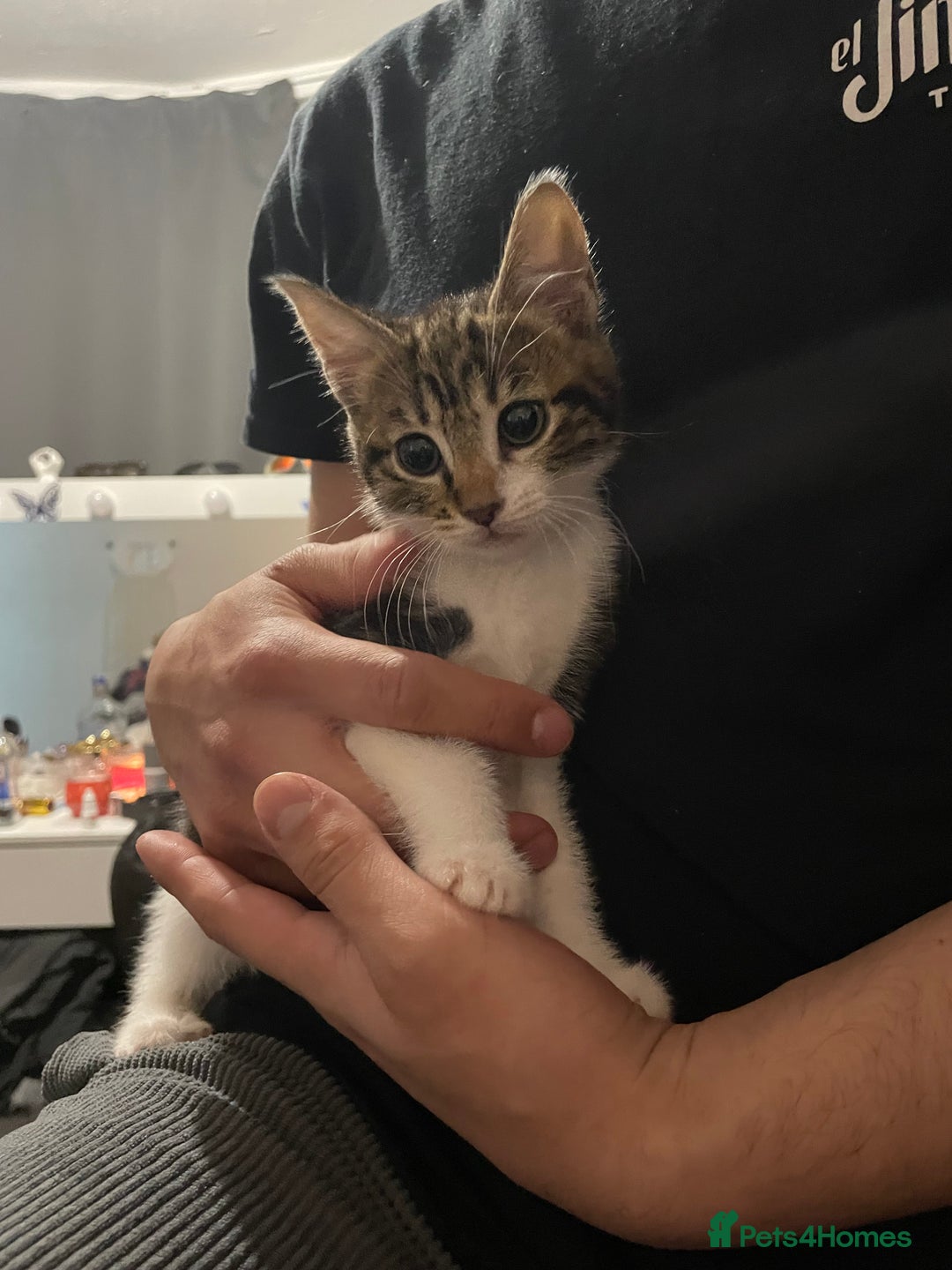 Domestic Shorthair cats for sale: 2 boys 1 female cats  - Advert 6