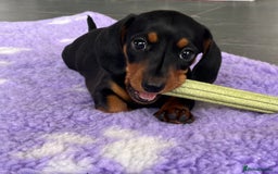 Miniature Dachshund dogs for sale:  PRA clear, Mother is a certified school dog  - Image 3