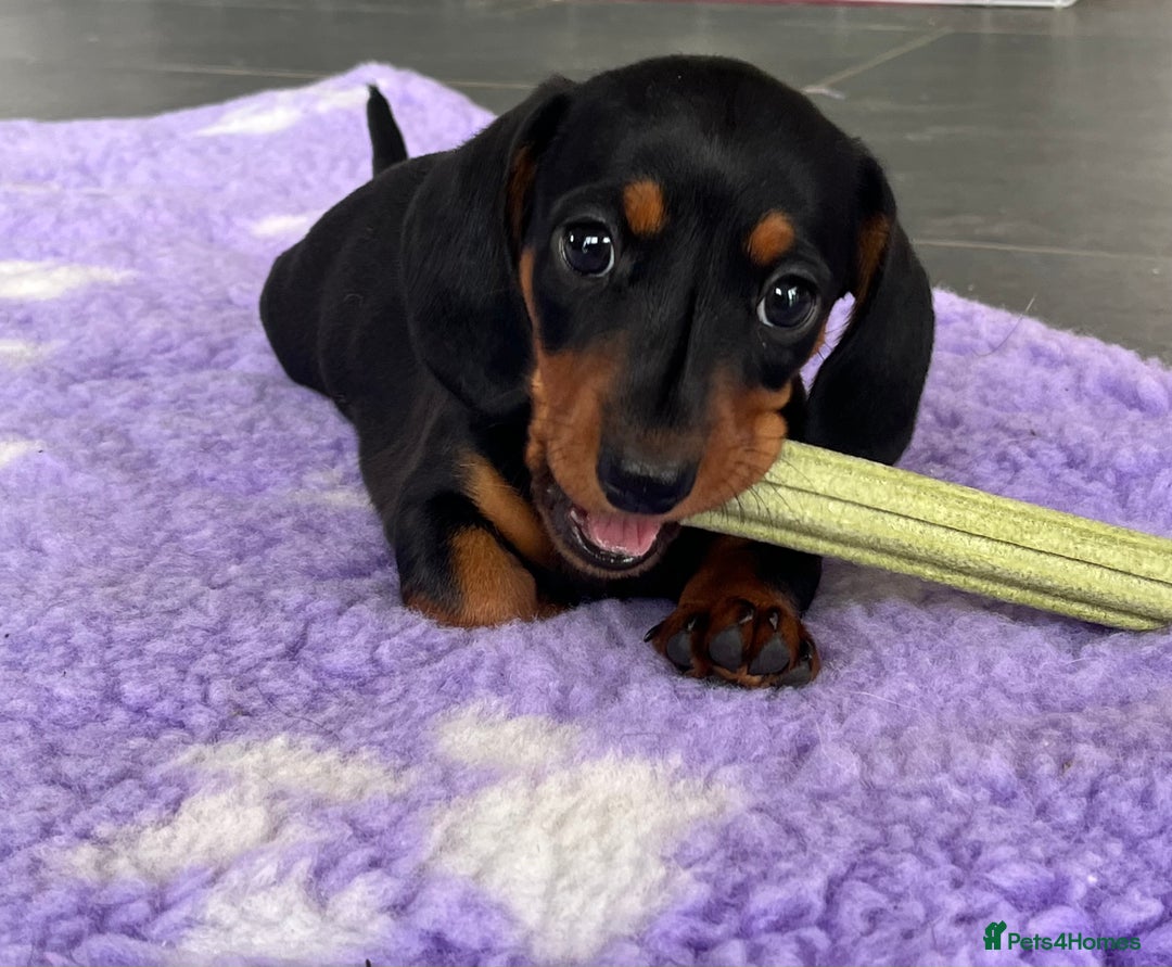 Miniature Dachshund dogs for sale:  PRA clear, Mother is a certified school dog  - Image 3