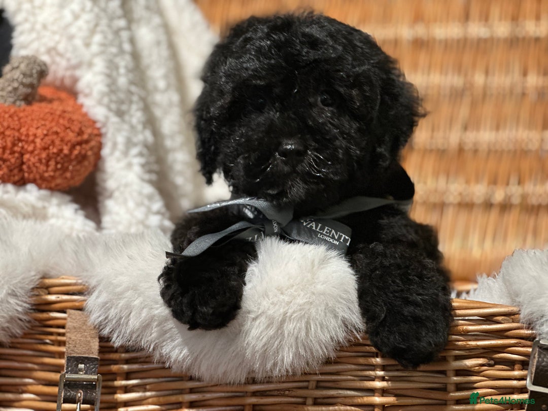 Shihpoo dogs for sale: Absolutely stunning Shihpoo pups ready now ❤️ - Image 15