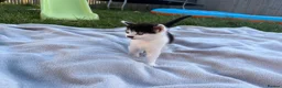 Mixed Breed cats for sale: Special b&w female kitten available  - Advert 3