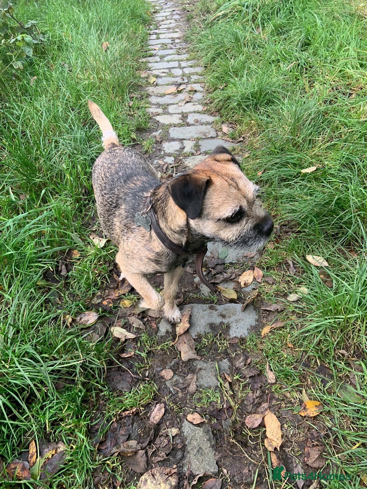 Border Terrier dogs Kc Border terrier for stud proven in Rochdale - Advert 4