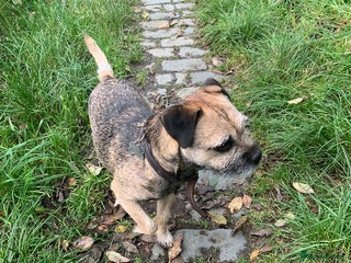 Border Terrier dogs in Rochdale - Advert 1