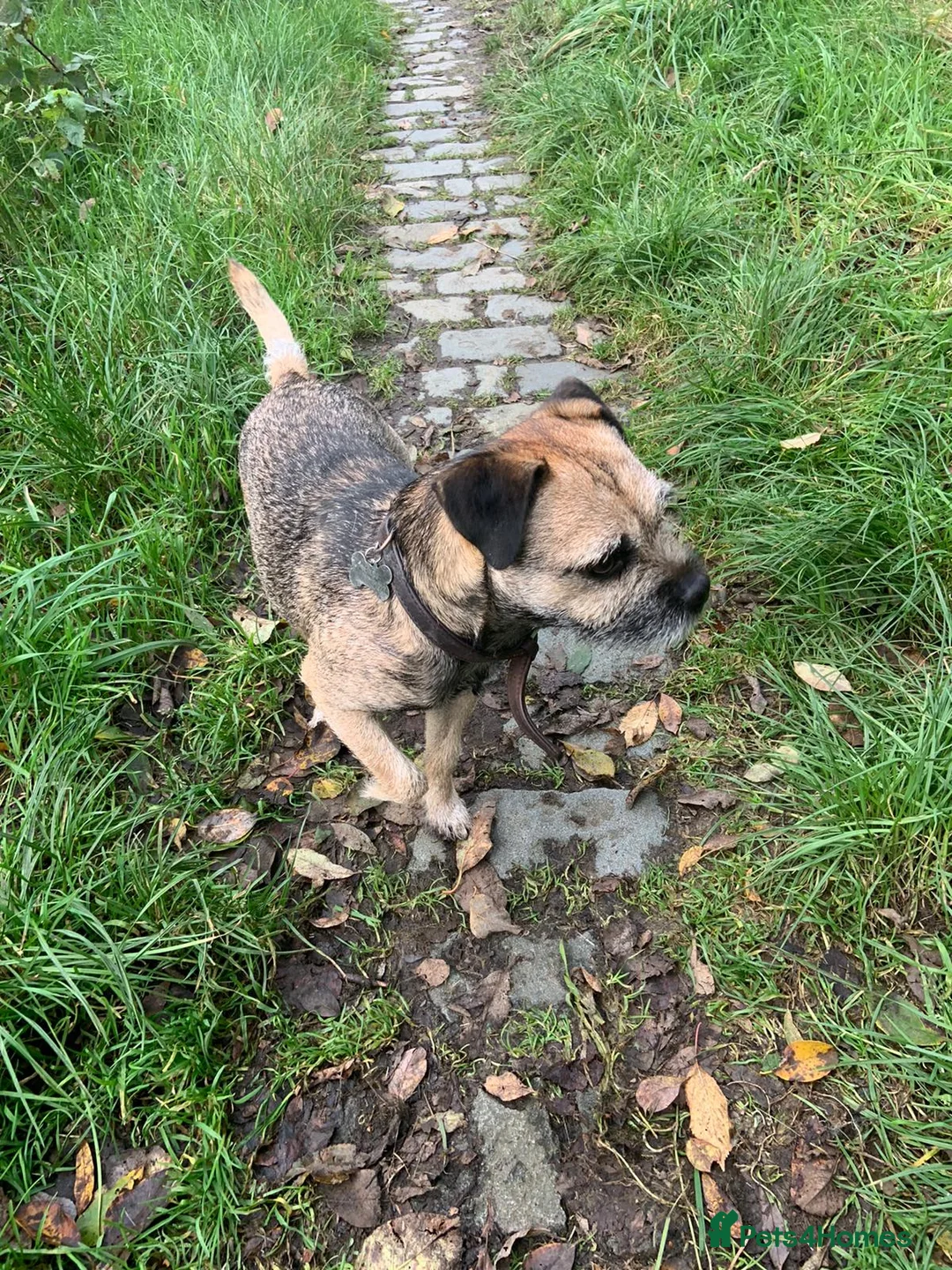 Border Terrier dogs for stud: Kc Border terrier for stud proven in Rochdale - Advert 1