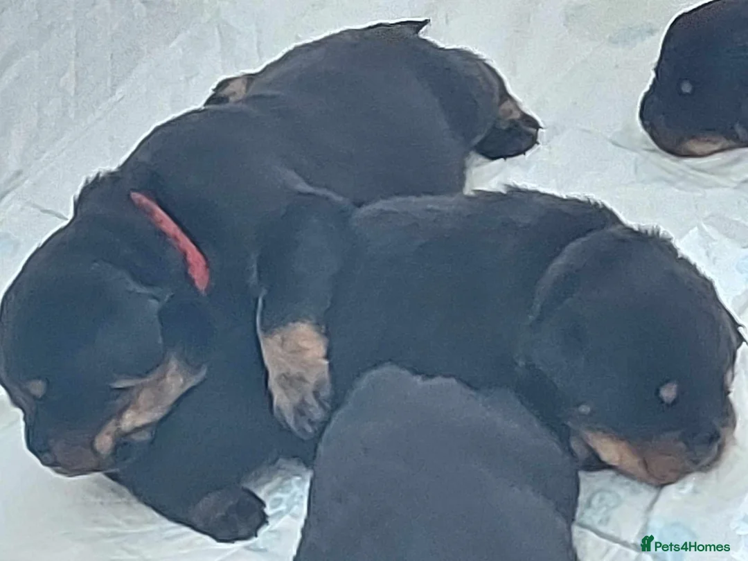 Rottweiler dogs for stud: proven rottweiler stud in Barnsley - Advert 24