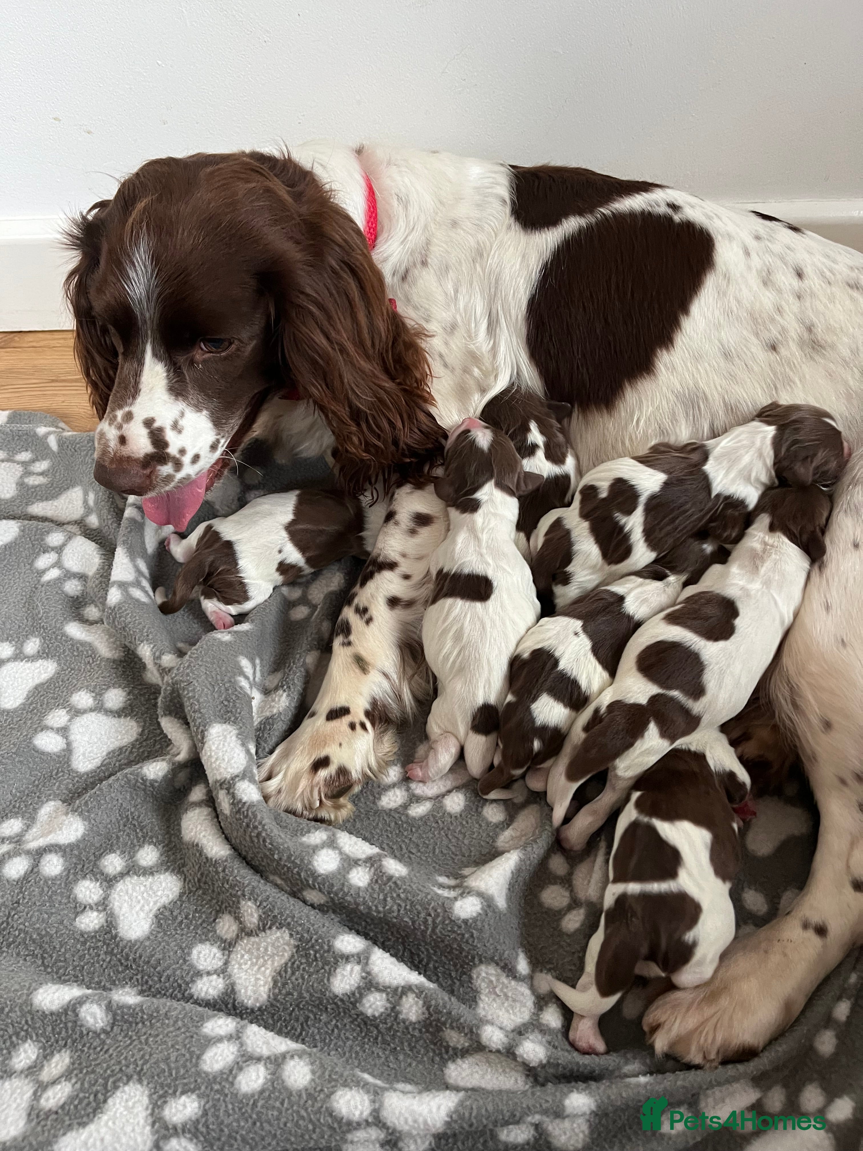 English Springer Spaniel dogs English springer spaniels  - Advert 6