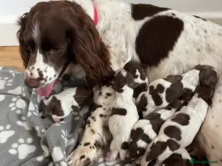 English Springer Spaniel dogs English springer spaniels - Advert 6