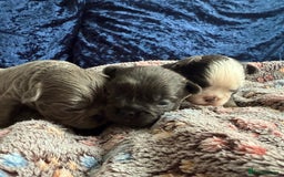 French Bulldog dogs for sale: Fluffy frenchies 🐶 - Image 6