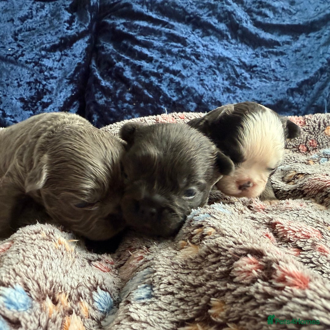 French Bulldog dogs for sale: Fluffy frenchies 🐶 - Image 6