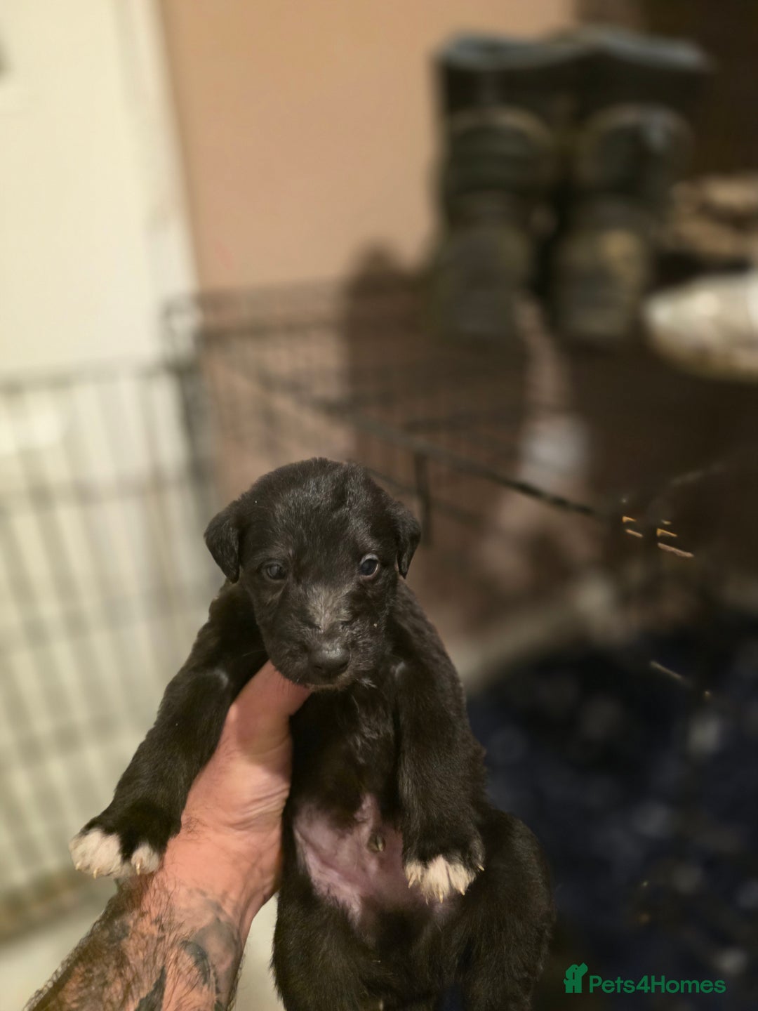 Mixed Breed dogs for sale: Bedlington whippet puppies  - Advert 2