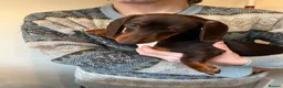 Miniature Dachshund dogs for sale: KC MINI DACHSHUND CHOC & TAN BOY & GIRL - Advert 5