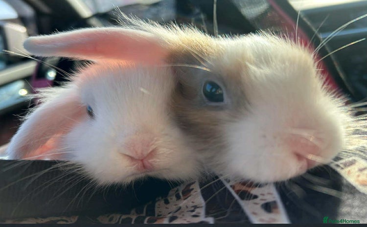 English rabbits - Advert 2