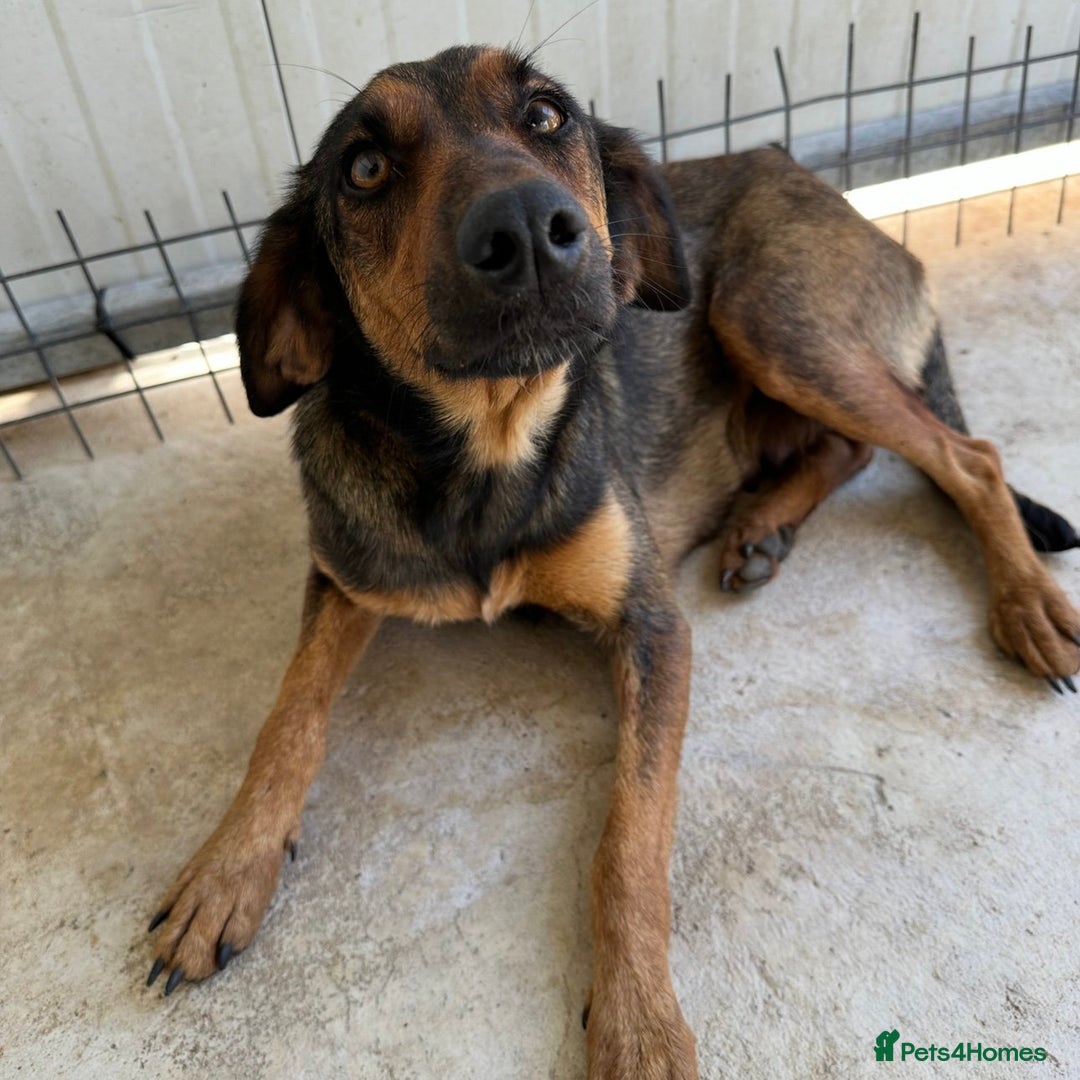 Mixed Breed dogs for adoption: Scout (Small Shepherd/Hound mix) - Image 9