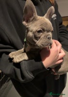 French Bulldog dogs - Advert 9