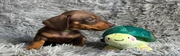 Miniature Dachshund dogs for sale: KC reg, PRA Clear Beautiful Natured Pups - Advert 8