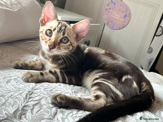 Bengal cats - Advert 15