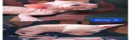 Sphynx cats for sale: Sphynx Kittens - Advert 7