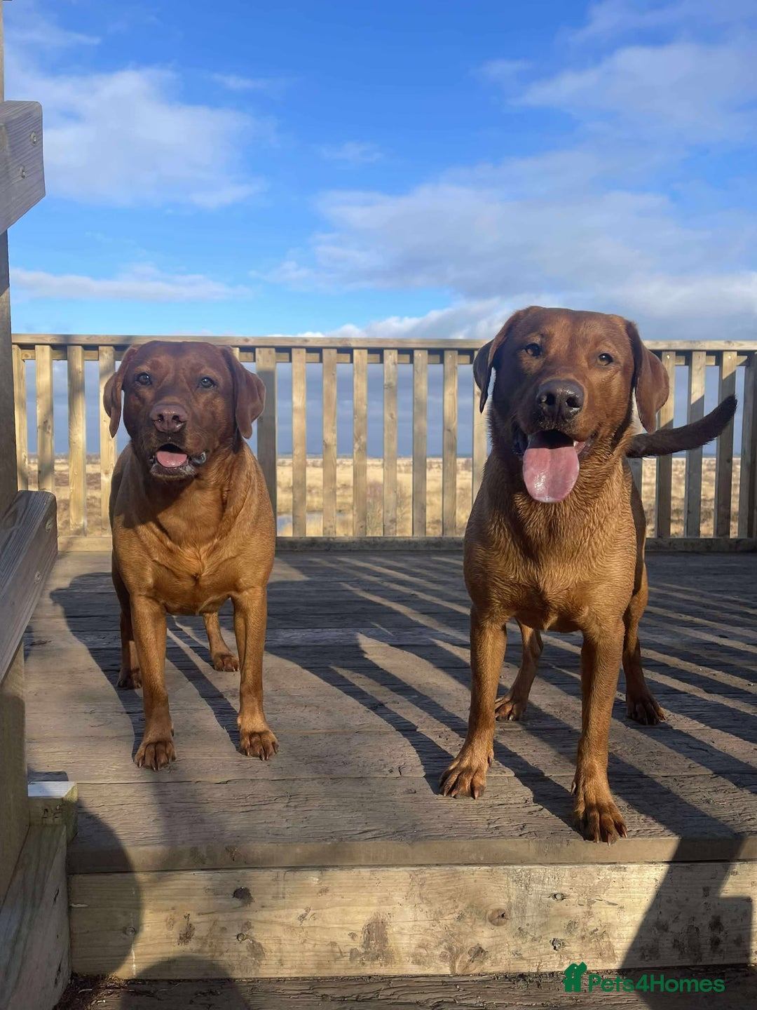 Labrador Retriever dogs for sale: KC Reg Fox red labrador litter of 6 dogs 4 bitches - Image 7