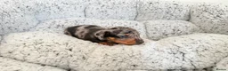 Miniature Dachshund dogs for sale: KC short haired and long haired puppies  - Advert 35