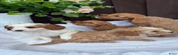 Cavapoo dogs for sale: Beautiful cavapoos  - Advert 1