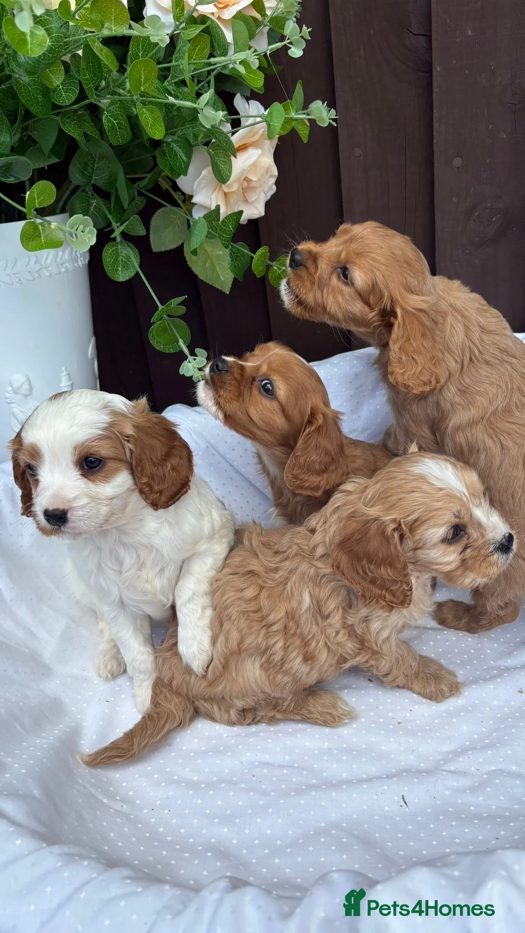 Cavapoo dogs for sale: Beautiful cavapoos  - Advert 1