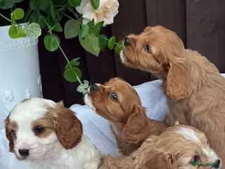 Cavapoo dogs Beautiful cavapoos - Advert 2