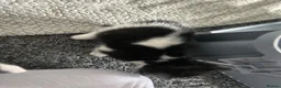 British Shorthair cats for sale: 4 male kittens  - Advert 9